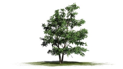 Korean Stewartia tree - isolated on white background