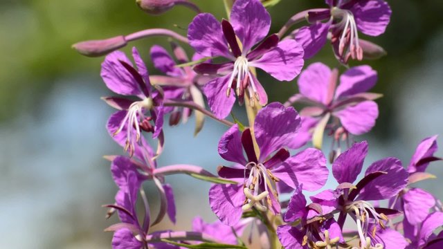 Schmalbl&auml;ttrige Weidenr&ouml;schen,Epilobium angustifolium, Heilpflanze mit Bl&uuml;te