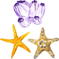 watercolor sea stars and coral