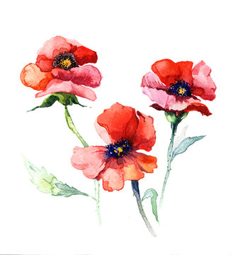 the spring flowers poppy painting watercolor isolated on the white background