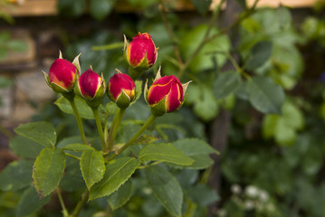 rosebuds