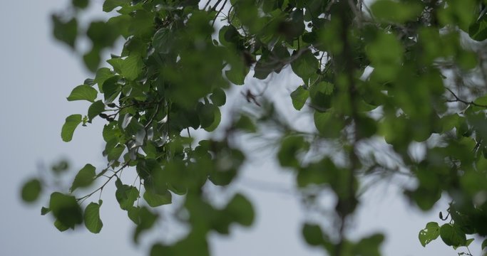 4K, Tree leafes in the wind and sun