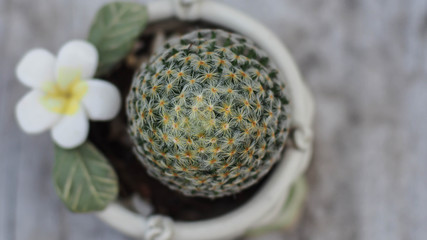 cactus on wood table