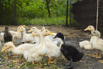 Ducklings on a farm for a walk. Agriculture photo