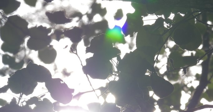 4K, Tree leafes in the wind and sun