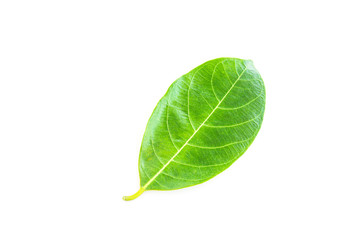 Naklejka na ściany i meble Green leaf isolated on white background