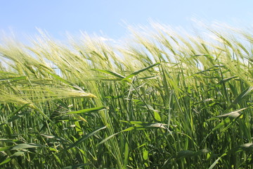 Field of green wheat