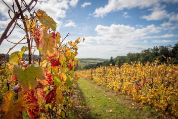 Péninsule de Mornington