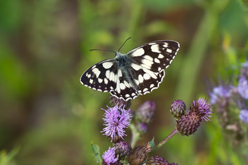  Butterfly / Melanargia galathea