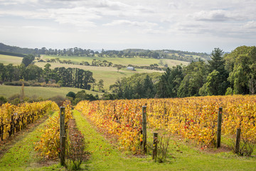 Fototapeta na wymiar Péninsule de Mornington