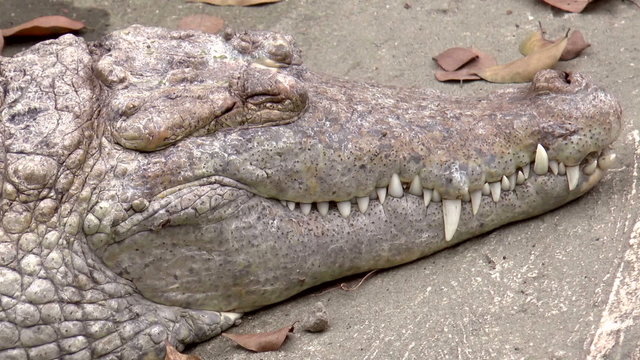 close up head shot of large crocodile sleeping, HD
