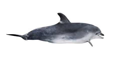 dark gray dolphin with white abdomen
