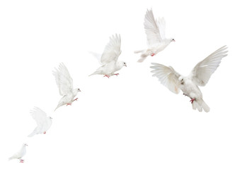 Fototapeta premium white isolated flying pigeons