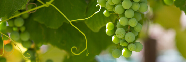 Green grapes macro photo, nice blurred background effect.