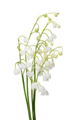bos lelietje-van-dalen bloemen op wit