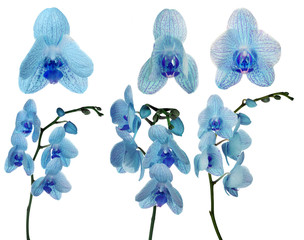 Naklejka na ściany i meble collection of blue orchid flowers isolated on white