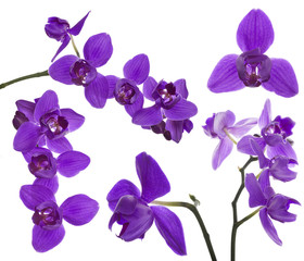 Fototapeta na wymiar set of three petals lilac orchids