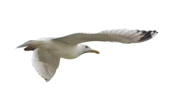 isolated on white European herring gull