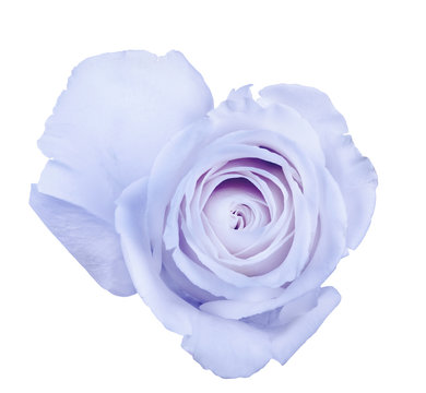Fototapeta beautiful light blue rose bloom on white