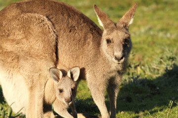 Kangaroo mother and Joey looking out of Pouch