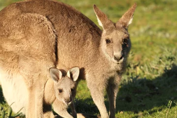 Photo sur Plexiglas Kangourou Kangaroo mother and Joey looking out of Pouch
