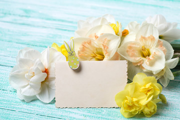 Tender narcissus flowers and empty tag