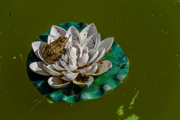 Frog sitting on the flower of the plastic waterlily 