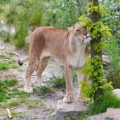 Large lioness in green environment