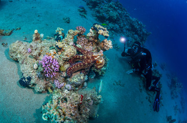 Fototapeta na wymiar Diver met octopus