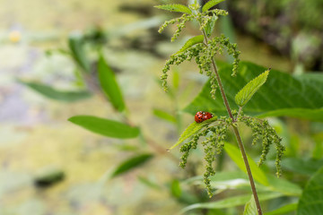 Ladybirds in the mating season