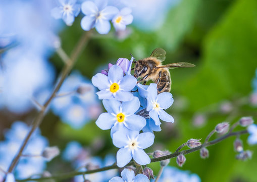 Forget Me Not Follower