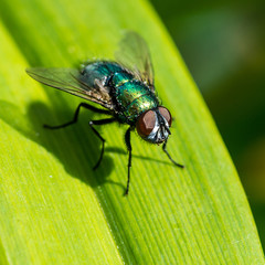Greenbottle Detail