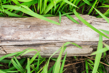 wooden with green grass background