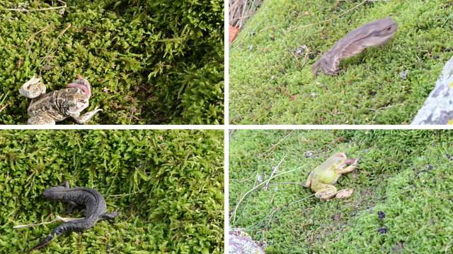 Toad, frogs and newt triton. Amphibia animals walking and eating worm on moss. Montage of video footage clips collage. Split screen. White angular frame. 4K UHD 2160p
