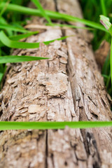 wooden with green grass background