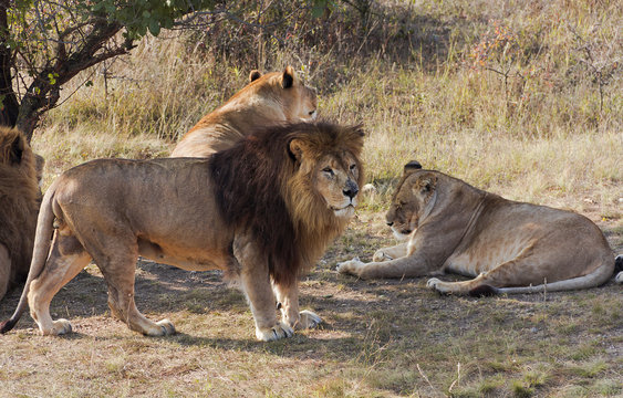 	  The group of African lions resting after lunch.