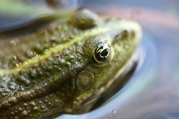 Green frog in the water