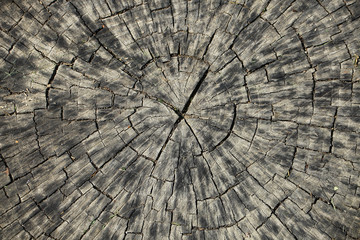 Fototapeta premium Wood texture of cut tree trunk