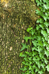 Tree bark texture with green plant