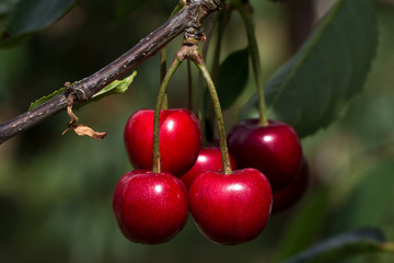 Cherry / Cherry tree in the sunny garden
