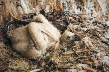 Fototapeta premium Vulture on its nest