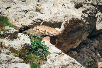 Griffon vulture standing on a rock