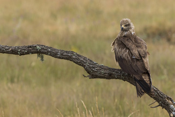 Black Milano, ( Milvus migrans ) perched on his perch