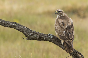 Buzzard, ( Buteo buteo ), perched on his perch