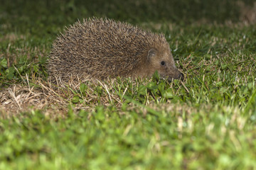 Common hedgehog ( Erinaceus europaeus ) night the garden visitor
