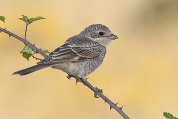 Fototapeta premium Shrike ( Lanius senator) perched on a branch
