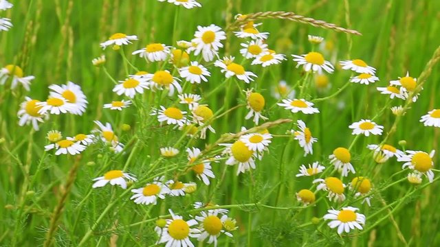 Matricaria chamomilla flowers on meadow, selective focus