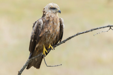 Black Milano( Milvus migrans ) perched on his perch