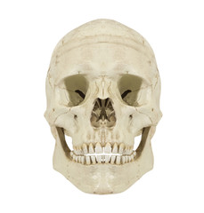 totenkopf, schädel, totenschödel