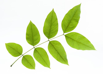 Naklejka na ściany i meble leaves on a white background